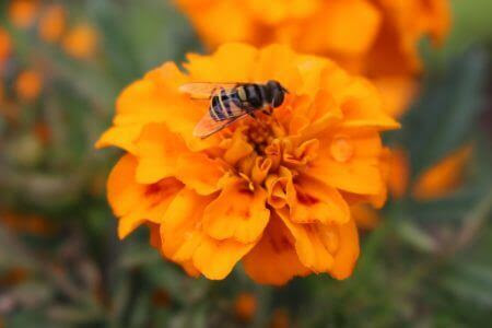 marigold